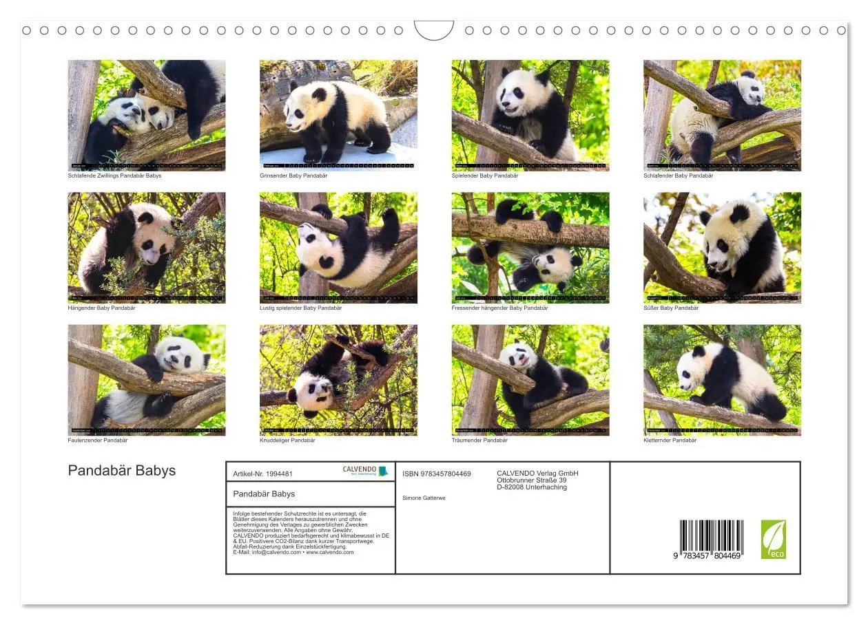 Bild: 9783457804469 | Pandabär Babys (Wandkalender 2026 DIN A3 quer), CALVENDO...
