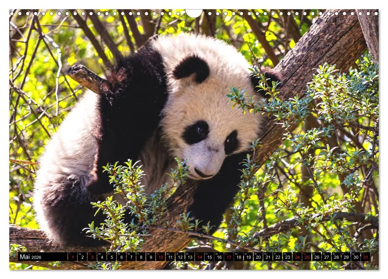 Bild: 9783457804469 | Pandabär Babys (Wandkalender 2026 DIN A3 quer), CALVENDO...