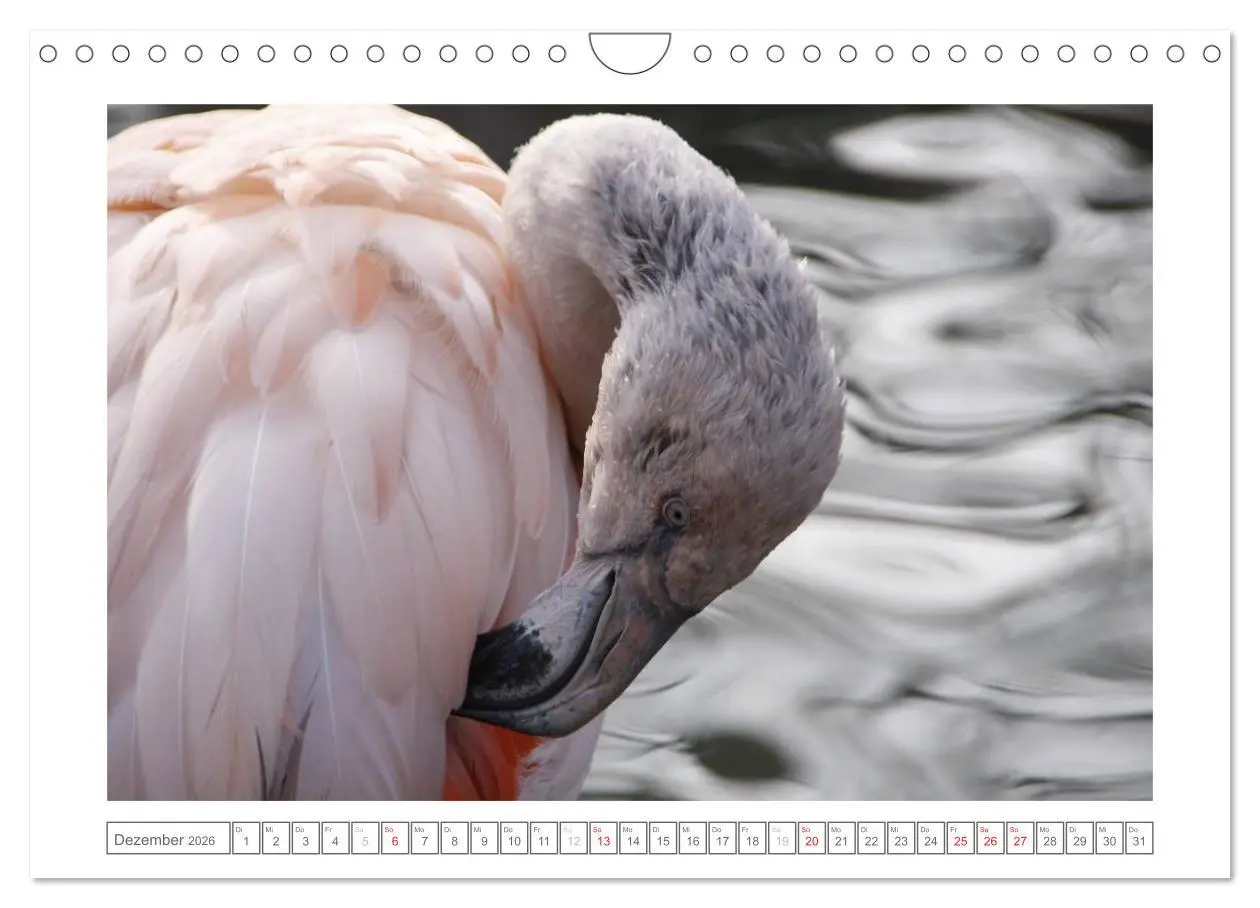 Bild: 9783457974469 | Tiere im Zoo (Wandkalender 2026 DIN A4 quer), CALVENDO Monatskalender