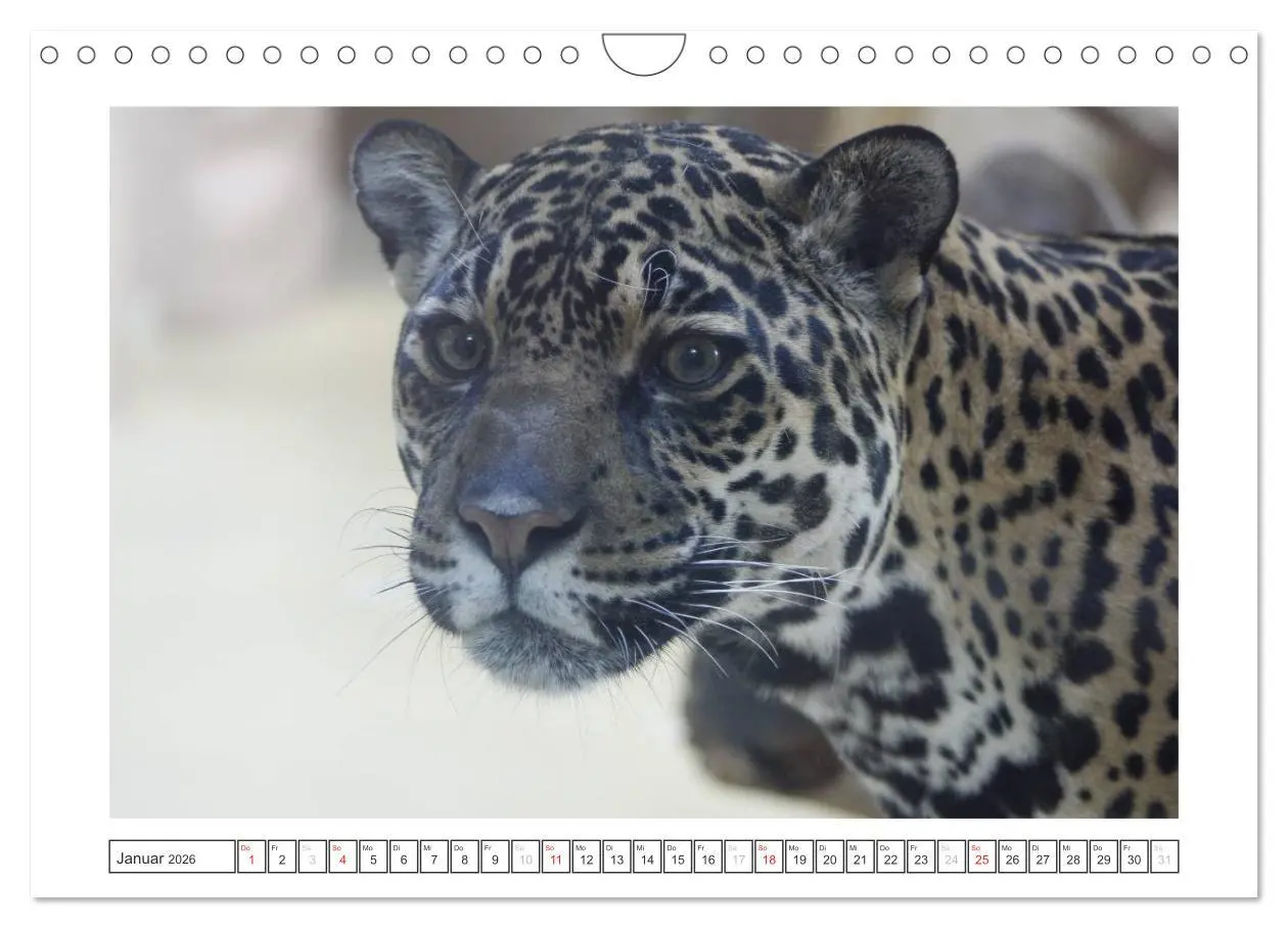 Bild: 9783457974469 | Tiere im Zoo (Wandkalender 2026 DIN A4 quer), CALVENDO Monatskalender