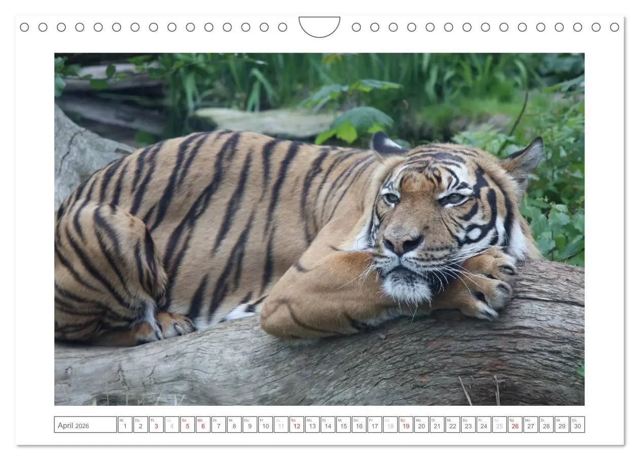 Bild: 9783457974469 | Tiere im Zoo (Wandkalender 2026 DIN A4 quer), CALVENDO Monatskalender