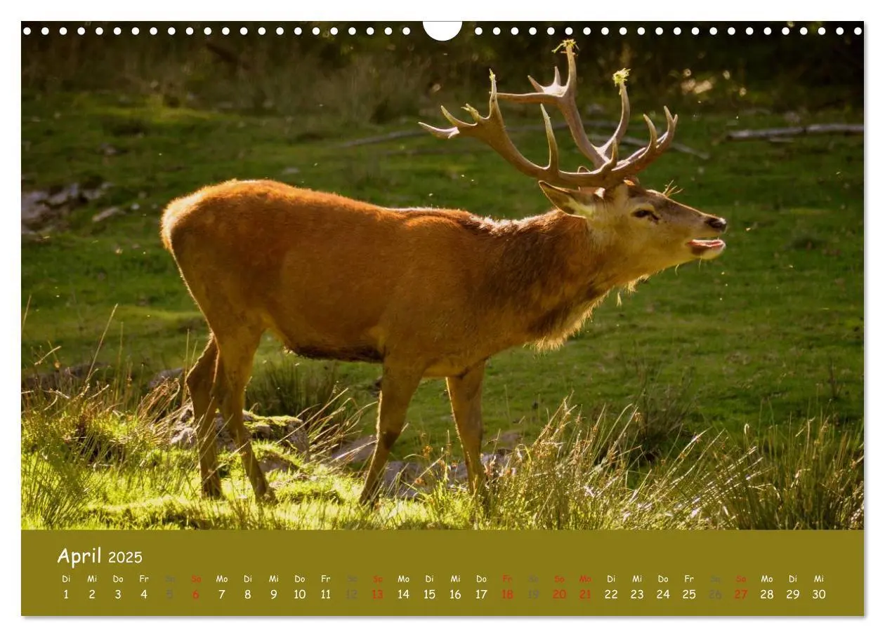 Bild: 9783435634569 | Begegnungen. DER HIRSCH (Wandkalender 2025 DIN A3 quer), CALVENDO...