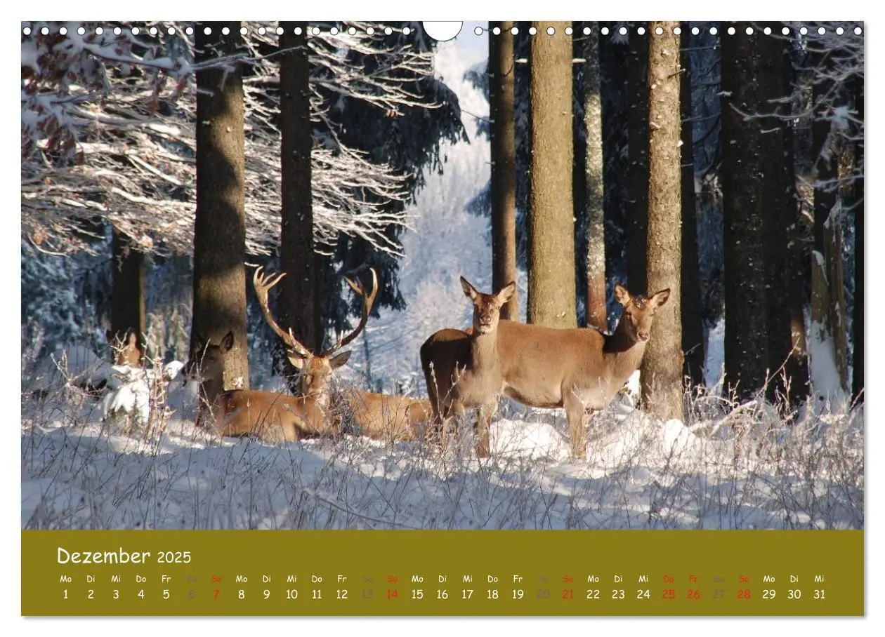 Bild: 9783435634569 | Begegnungen. DER HIRSCH (Wandkalender 2025 DIN A3 quer), CALVENDO...