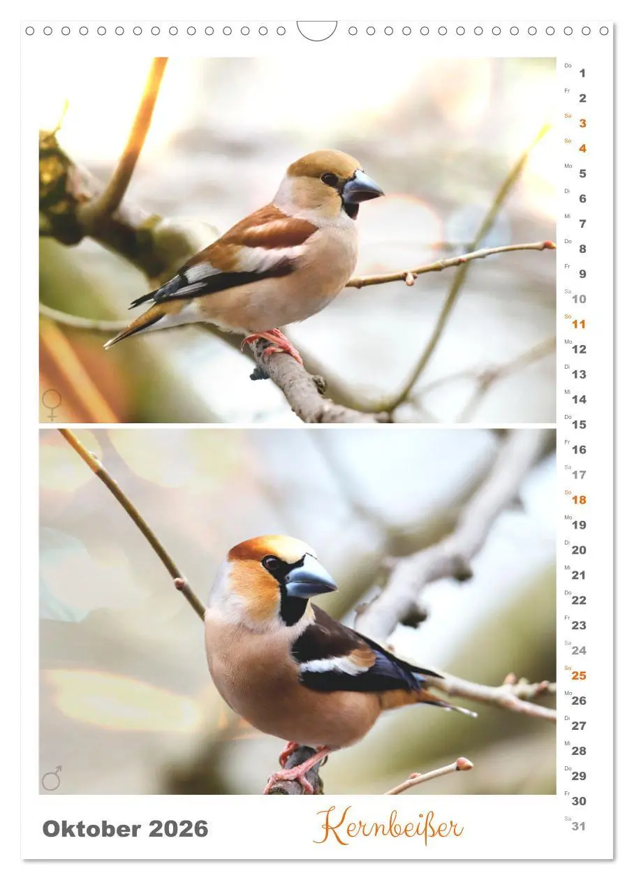 Bild: 9783516364569 | Vogel-Paare (Wandkalender 2026 DIN A3 hoch), CALVENDO Monatskalender