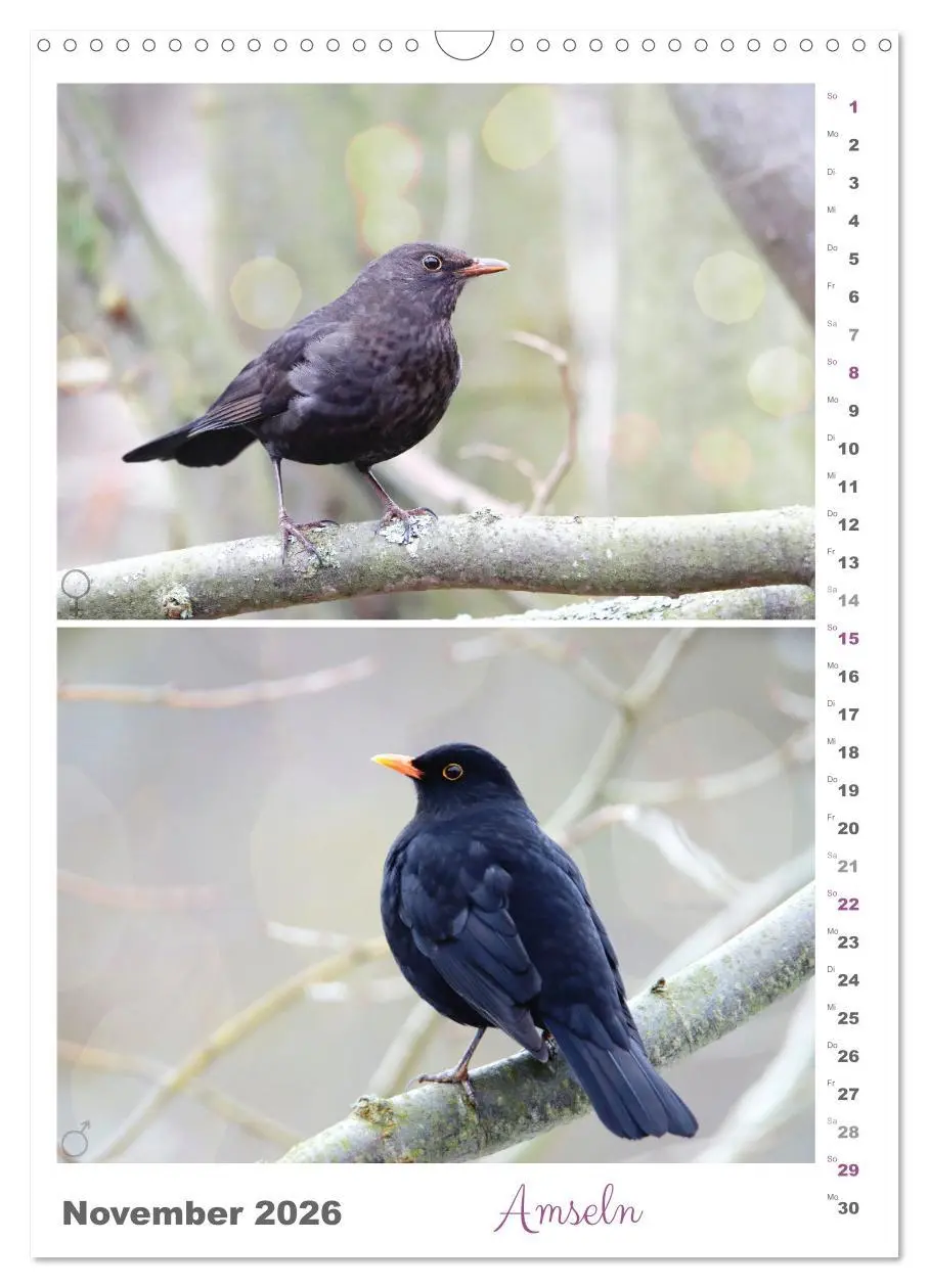 Bild: 9783516364569 | Vogel-Paare (Wandkalender 2026 DIN A3 hoch), CALVENDO Monatskalender
