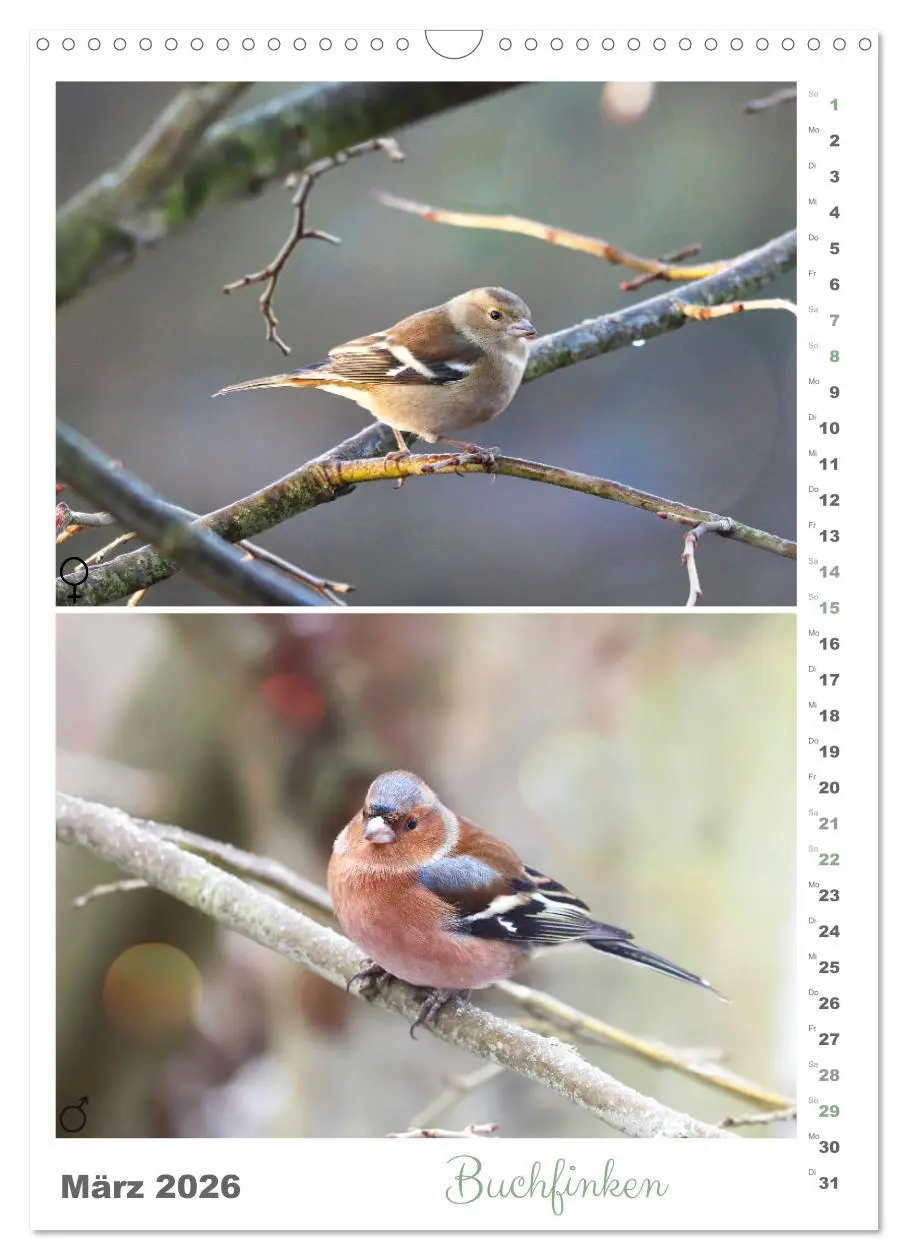 Bild: 9783516364569 | Vogel-Paare (Wandkalender 2026 DIN A3 hoch), CALVENDO Monatskalender
