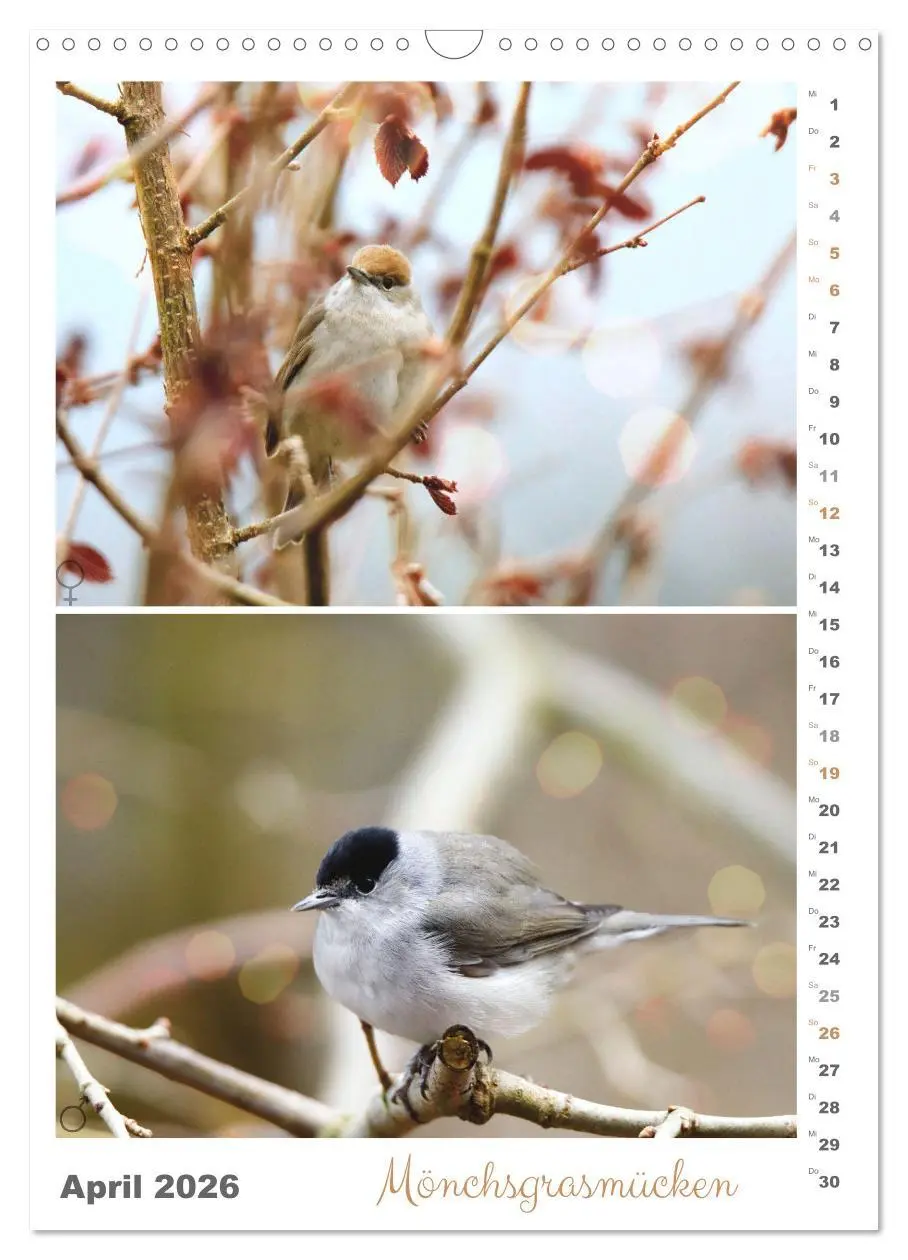 Bild: 9783516364569 | Vogel-Paare (Wandkalender 2026 DIN A3 hoch), CALVENDO Monatskalender