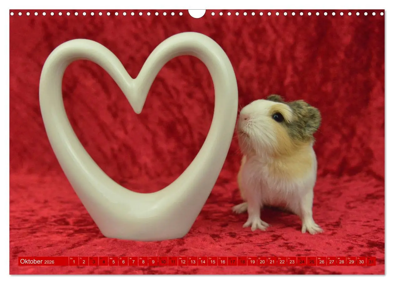 Bild: 9783457644669 | BABY Meerschweinchen Traumhaft süß (Wandkalender 2026 DIN A3 quer),...