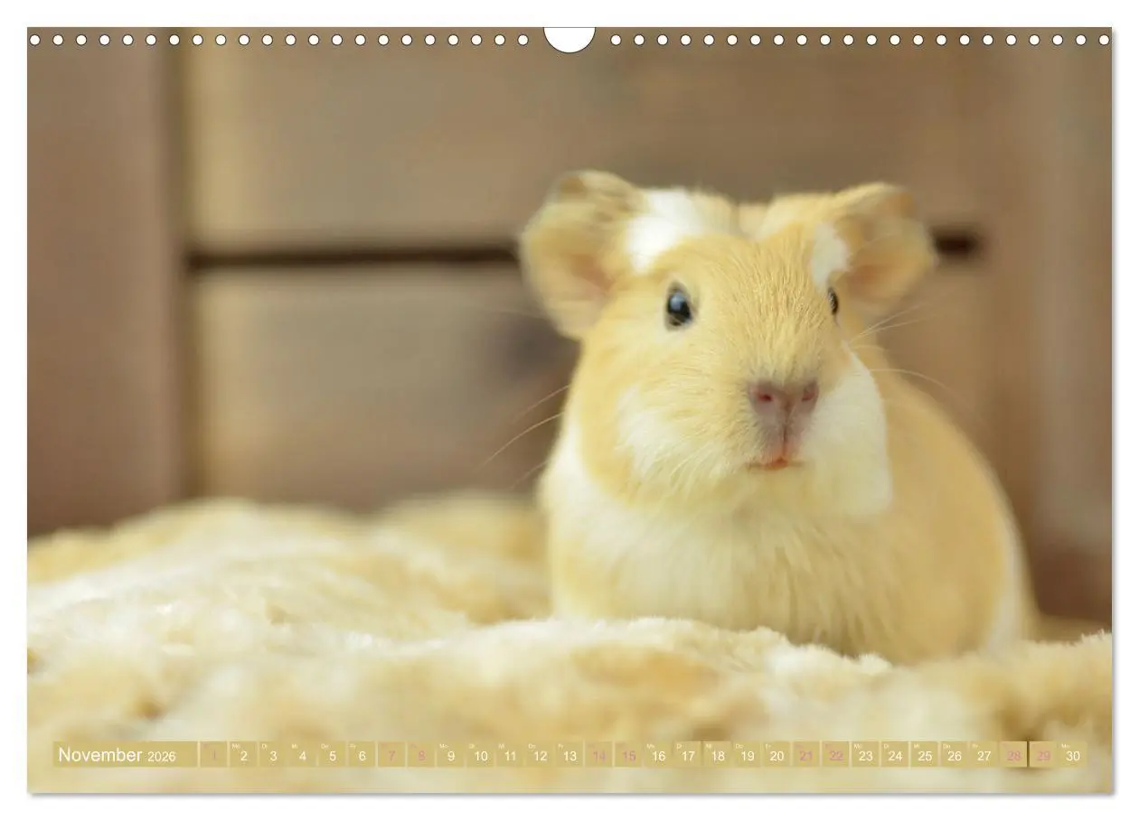 Bild: 9783457644669 | BABY Meerschweinchen Traumhaft süß (Wandkalender 2026 DIN A3 quer),...