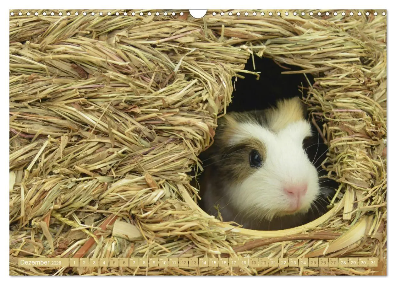 Bild: 9783457644669 | BABY Meerschweinchen Traumhaft süß (Wandkalender 2026 DIN A3 quer),...