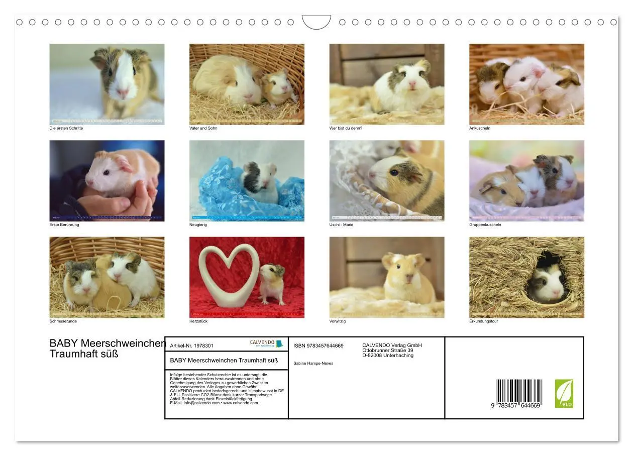 Bild: 9783457644669 | BABY Meerschweinchen Traumhaft süß (Wandkalender 2026 DIN A3 quer),...