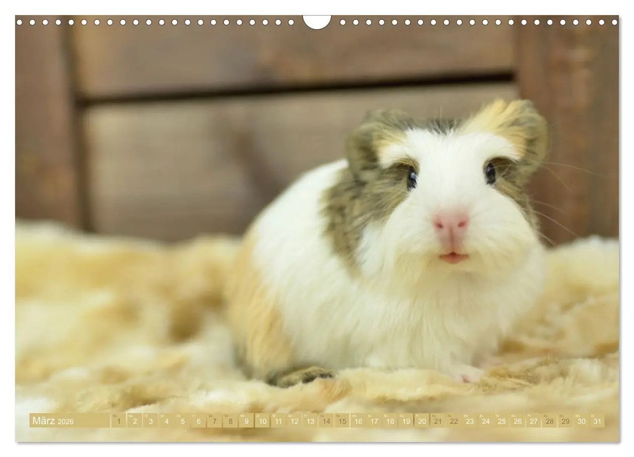 Bild: 9783457644669 | BABY Meerschweinchen Traumhaft süß (Wandkalender 2026 DIN A3 quer),...