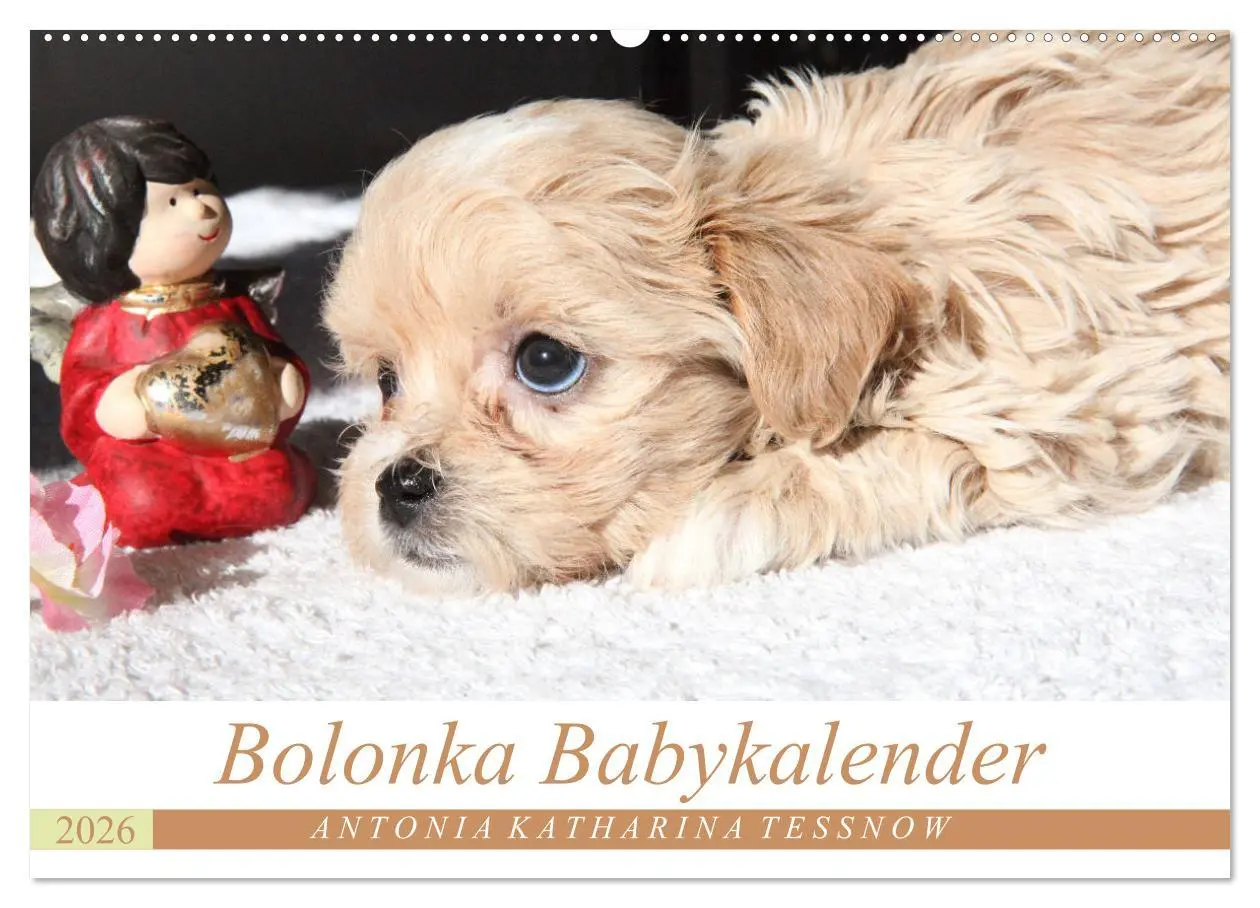 Cover: 9783457884669 | Bolonka Babykalender 2026 (Wandkalender 2026 DIN A2 quer), CALVENDO...