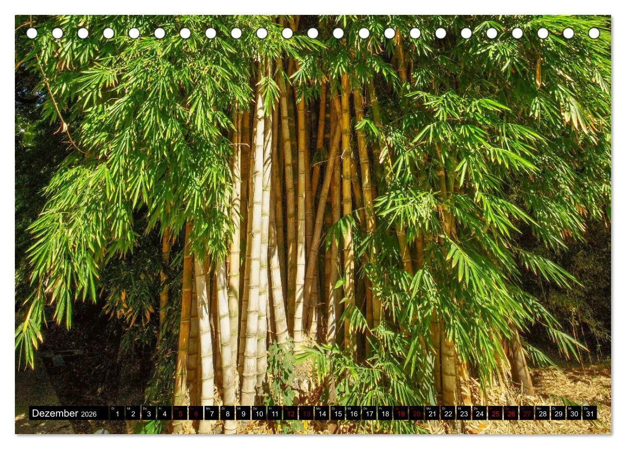 Bild: 9783457874769 | Botanischer Garten Palermo (Tischkalender 2026 DIN A5 quer),...