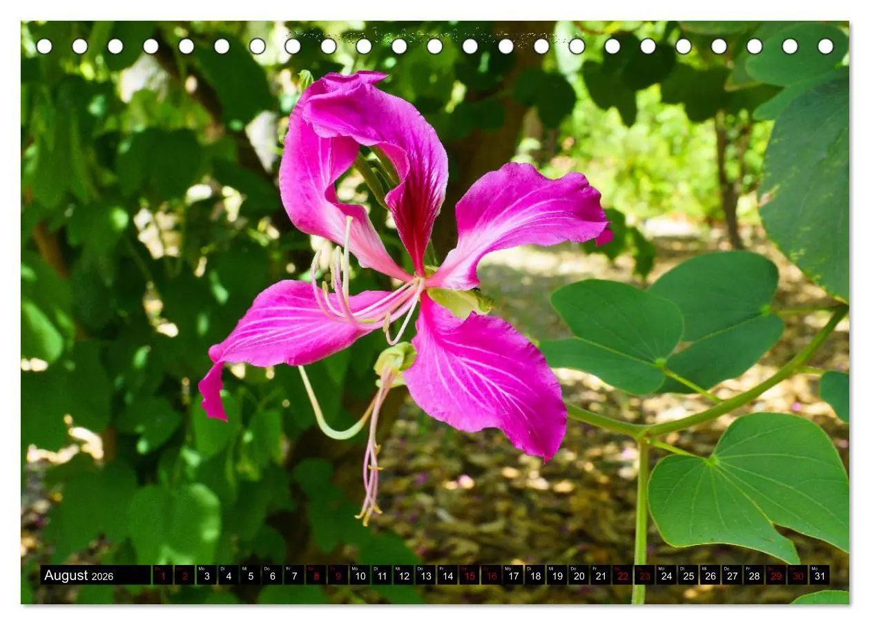 Bild: 9783457874769 | Botanischer Garten Palermo (Tischkalender 2026 DIN A5 quer),...