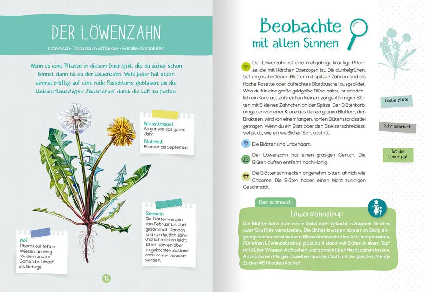 Bild: 9783741524769 | Mein Naturführer - Wildkräuter | Bestimmen - sammeln - nutzen | Buch