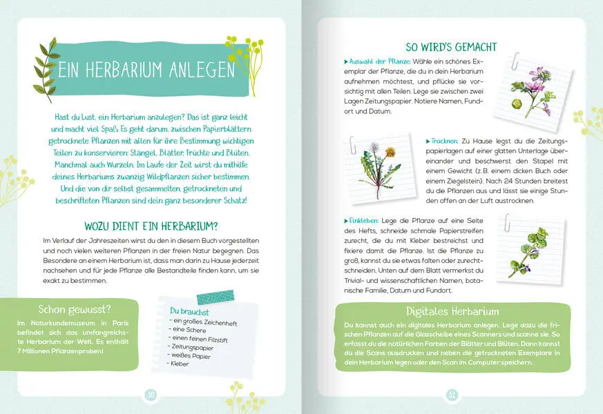 Bild: 9783741524769 | Mein Naturführer - Wildkräuter | Bestimmen - sammeln - nutzen | Buch