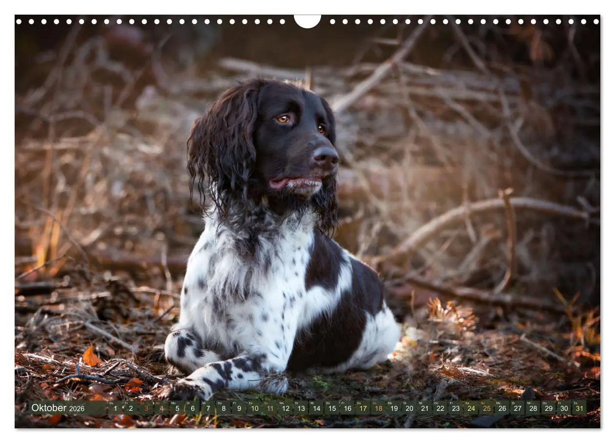Bild: 9783457554869 | Passion Jagdhund - Deutsch Langhaar (Wandkalender 2026 DIN A3...
