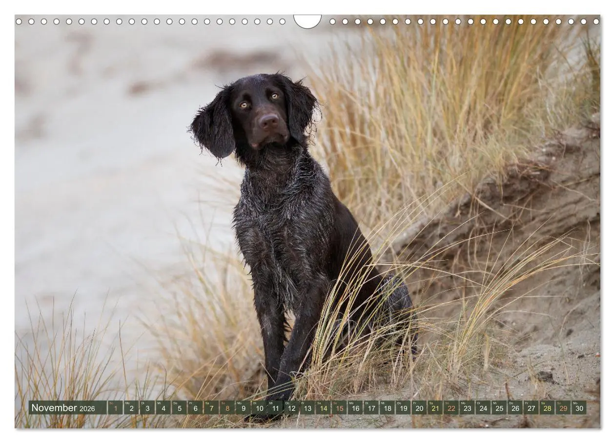 Bild: 9783457554869 | Passion Jagdhund - Deutsch Langhaar (Wandkalender 2026 DIN A3...