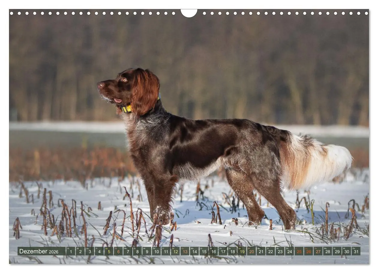 Bild: 9783457554869 | Passion Jagdhund - Deutsch Langhaar (Wandkalender 2026 DIN A3...
