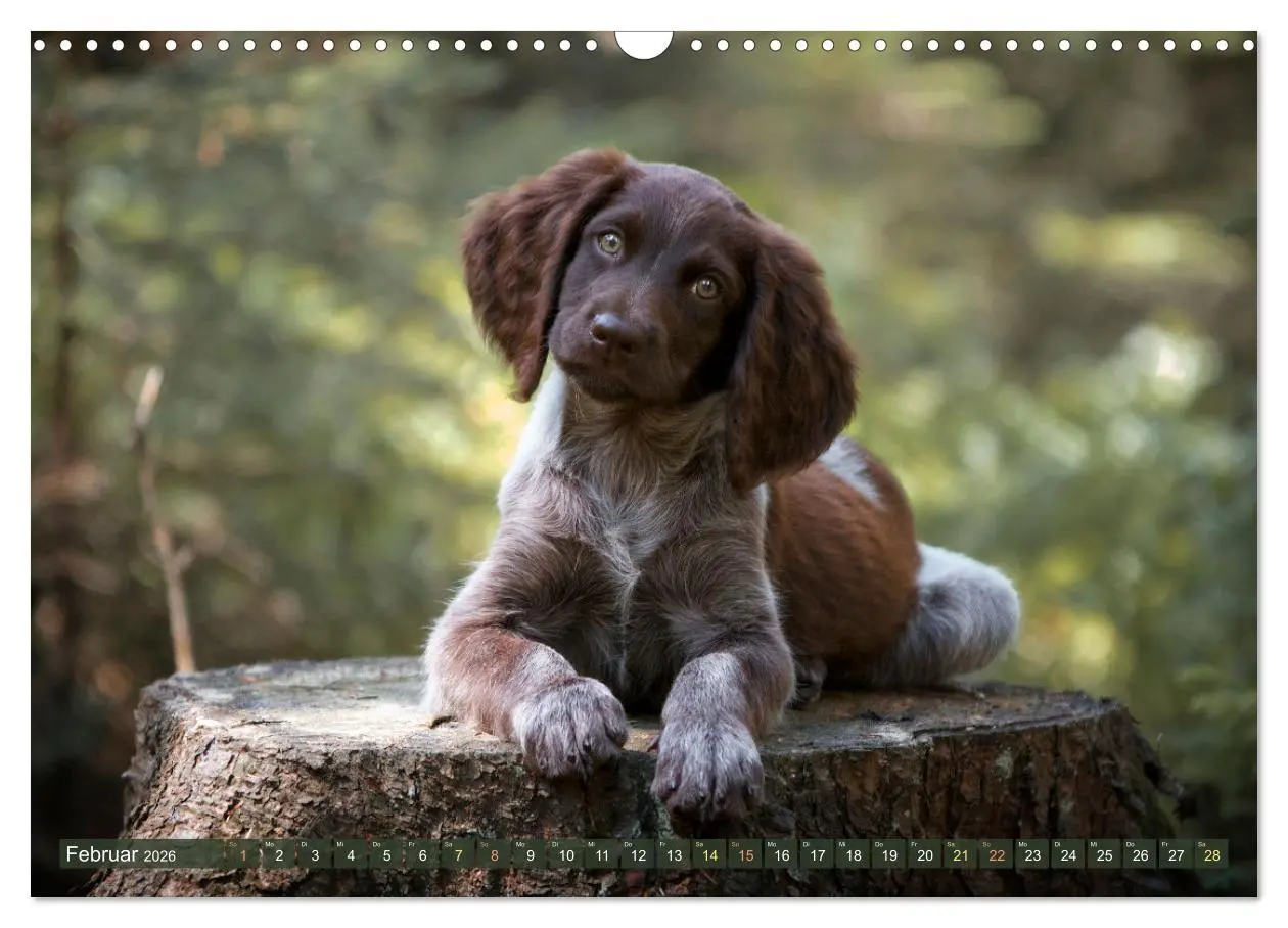 Bild: 9783457554869 | Passion Jagdhund - Deutsch Langhaar (Wandkalender 2026 DIN A3...