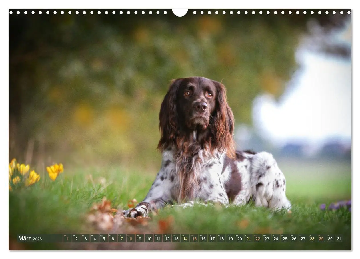 Bild: 9783457554869 | Passion Jagdhund - Deutsch Langhaar (Wandkalender 2026 DIN A3...
