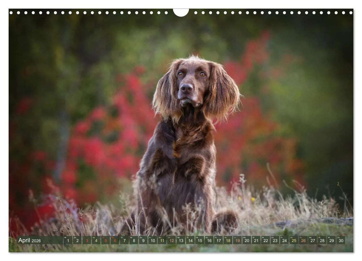 Bild: 9783457554869 | Passion Jagdhund - Deutsch Langhaar (Wandkalender 2026 DIN A3...