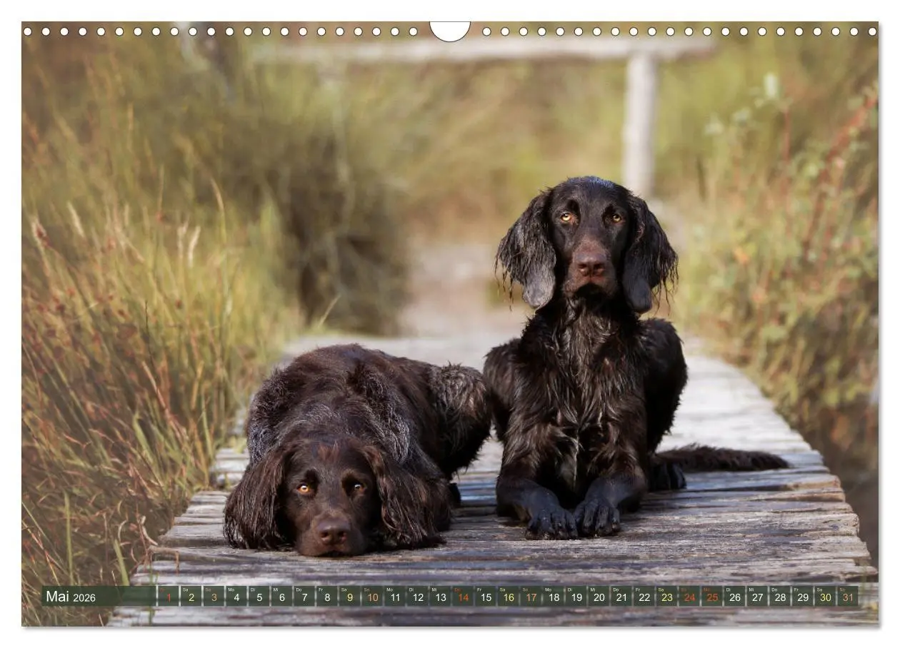 Bild: 9783457554869 | Passion Jagdhund - Deutsch Langhaar (Wandkalender 2026 DIN A3...