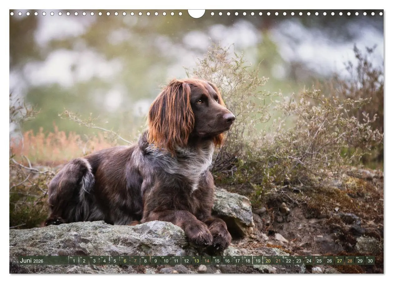 Bild: 9783457554869 | Passion Jagdhund - Deutsch Langhaar (Wandkalender 2026 DIN A3...