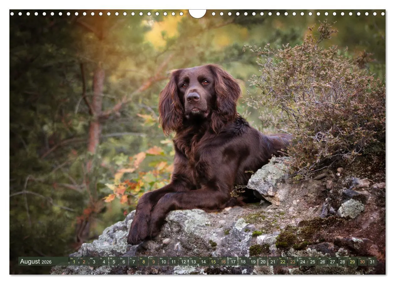 Bild: 9783457554869 | Passion Jagdhund - Deutsch Langhaar (Wandkalender 2026 DIN A3...