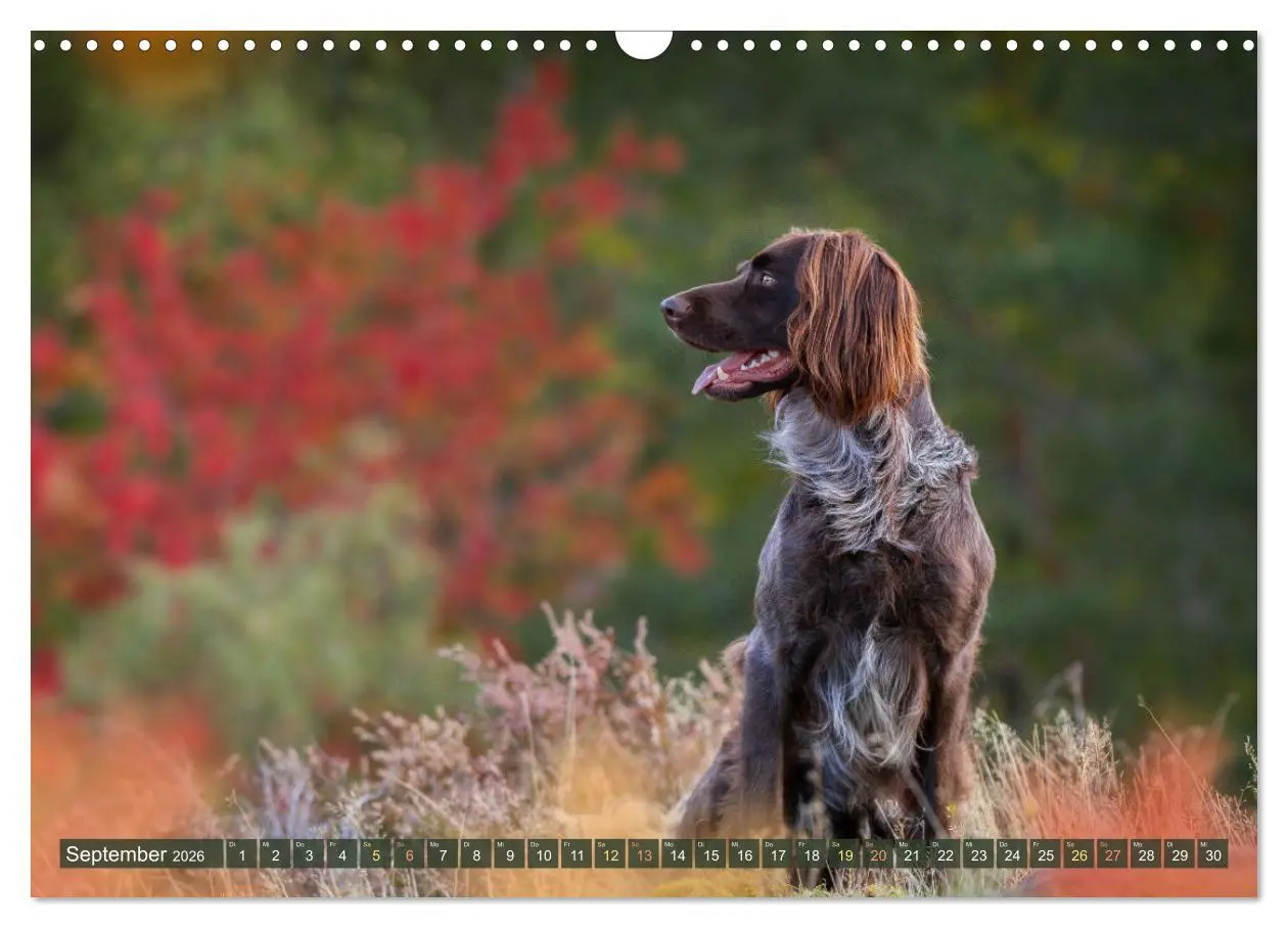 Bild: 9783457554869 | Passion Jagdhund - Deutsch Langhaar (Wandkalender 2026 DIN A3...