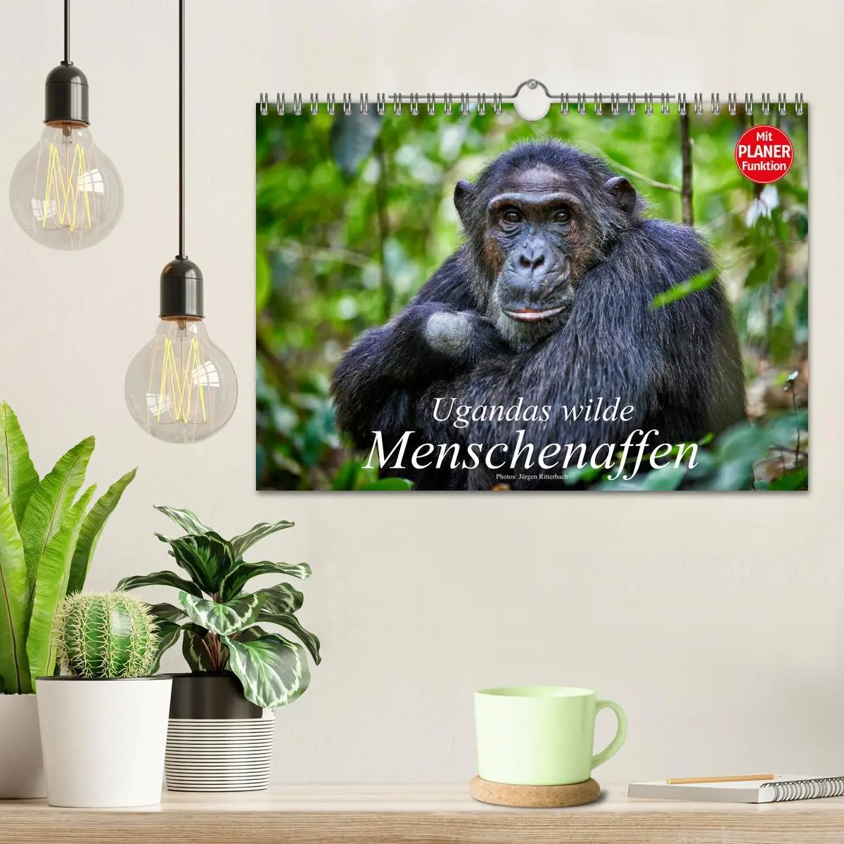 Bild: 9783516014969 | Ugandas wilde Menschenaffen (Wandkalender 2026 DIN A4 quer),...