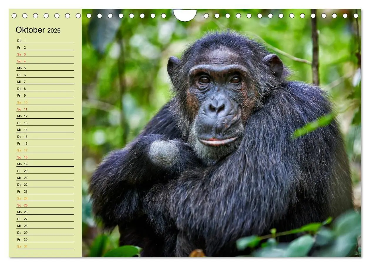 Bild: 9783516014969 | Ugandas wilde Menschenaffen (Wandkalender 2026 DIN A4 quer),...