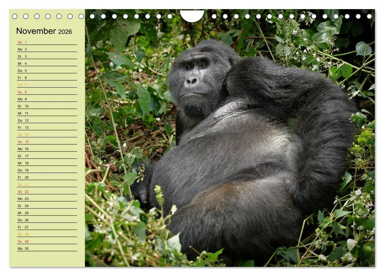 Bild: 9783516014969 | Ugandas wilde Menschenaffen (Wandkalender 2026 DIN A4 quer),...