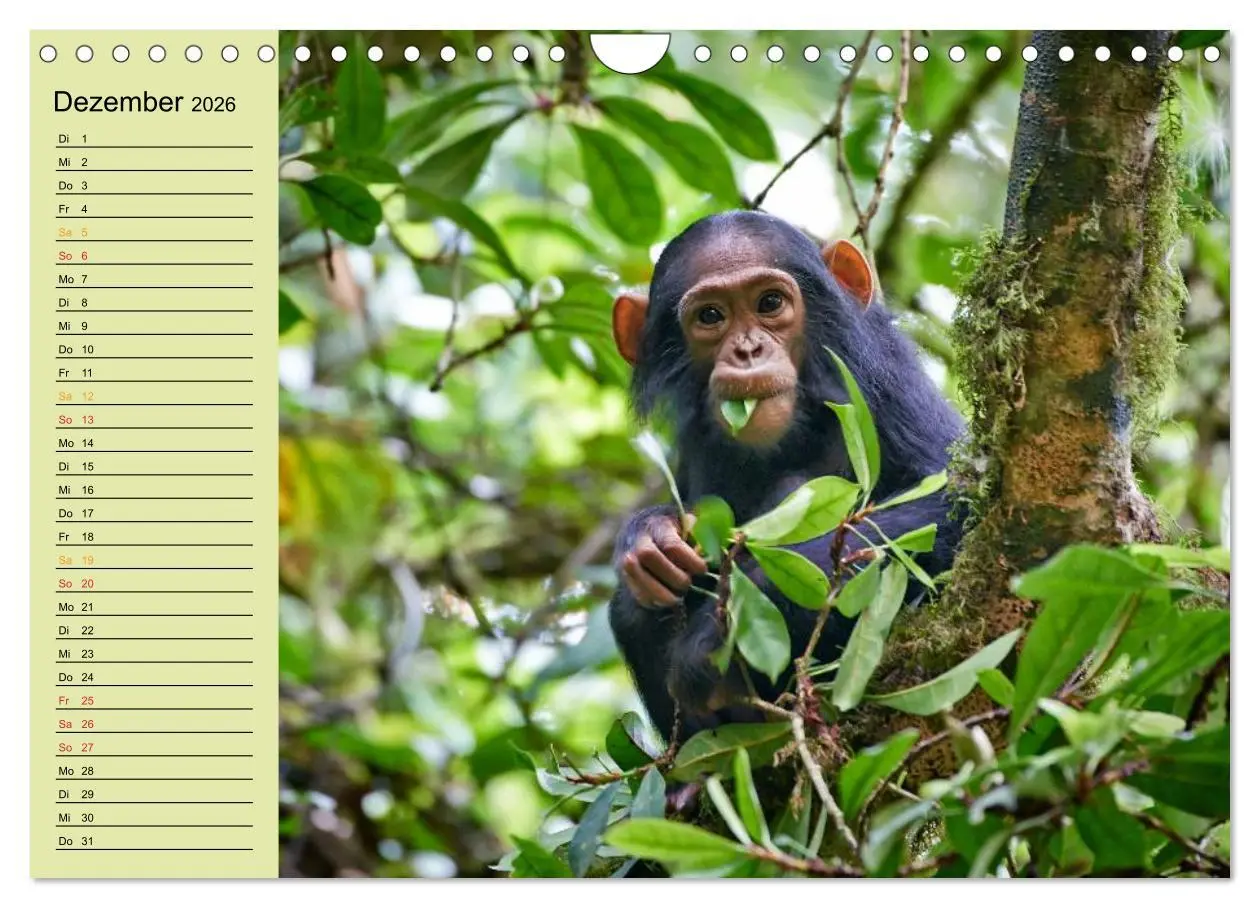 Bild: 9783516014969 | Ugandas wilde Menschenaffen (Wandkalender 2026 DIN A4 quer),...