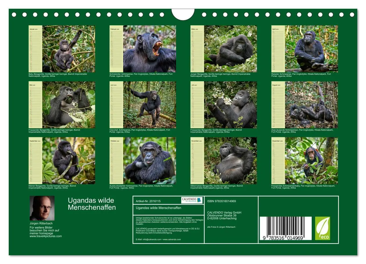 Bild: 9783516014969 | Ugandas wilde Menschenaffen (Wandkalender 2026 DIN A4 quer),...