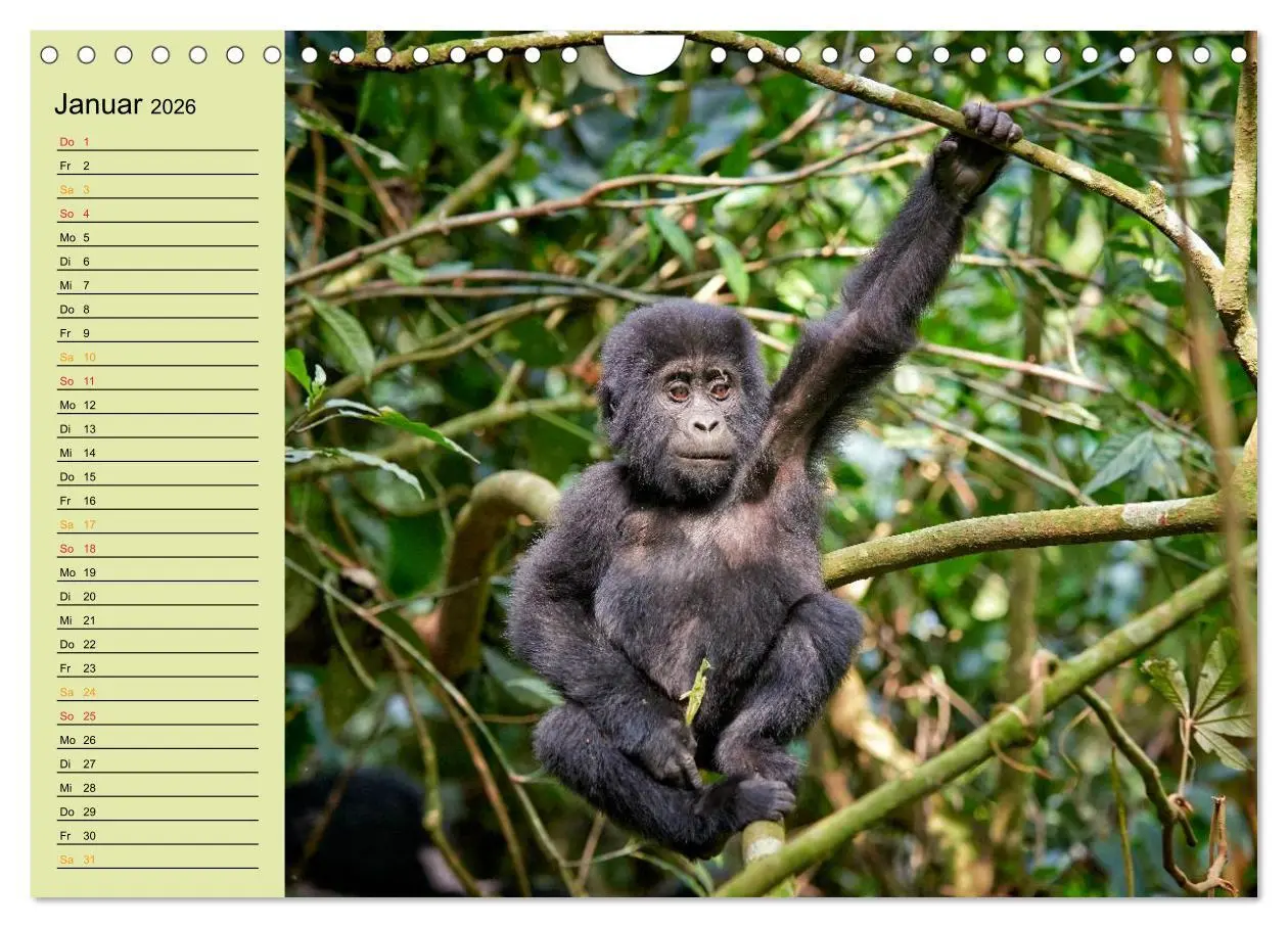 Bild: 9783516014969 | Ugandas wilde Menschenaffen (Wandkalender 2026 DIN A4 quer),...