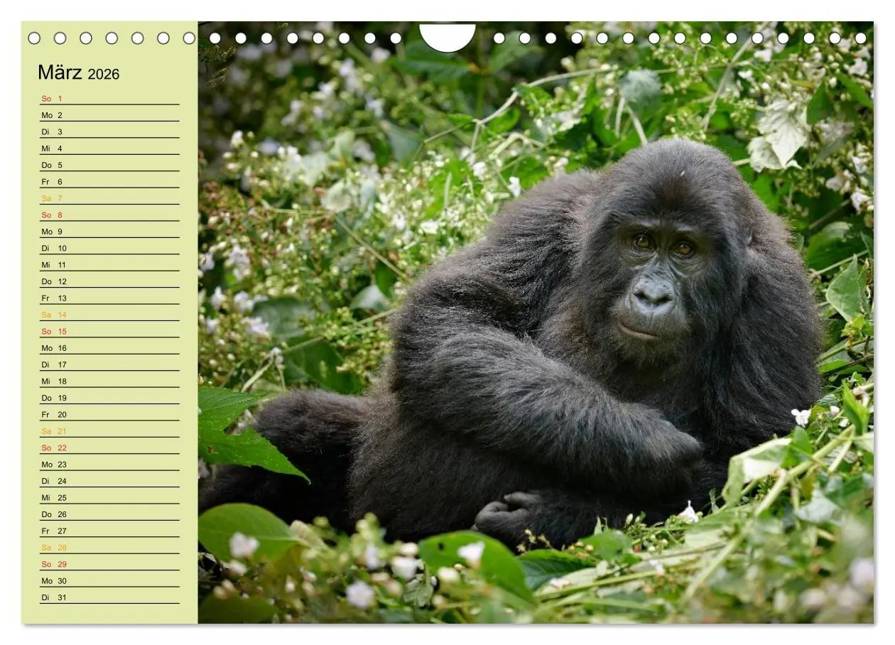 Bild: 9783516014969 | Ugandas wilde Menschenaffen (Wandkalender 2026 DIN A4 quer),...