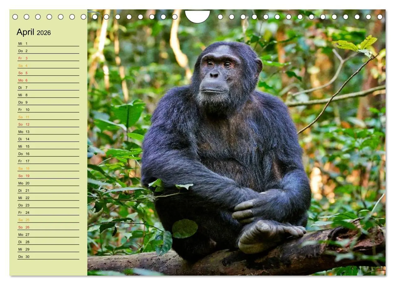 Bild: 9783516014969 | Ugandas wilde Menschenaffen (Wandkalender 2026 DIN A4 quer),...