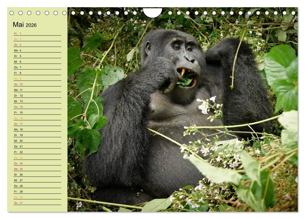 Bild: 9783516014969 | Ugandas wilde Menschenaffen (Wandkalender 2026 DIN A4 quer),...