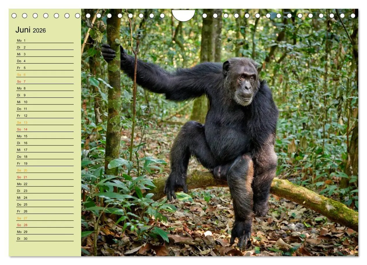 Bild: 9783516014969 | Ugandas wilde Menschenaffen (Wandkalender 2026 DIN A4 quer),...