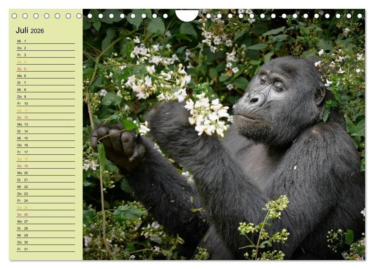 Bild: 9783516014969 | Ugandas wilde Menschenaffen (Wandkalender 2026 DIN A4 quer),...