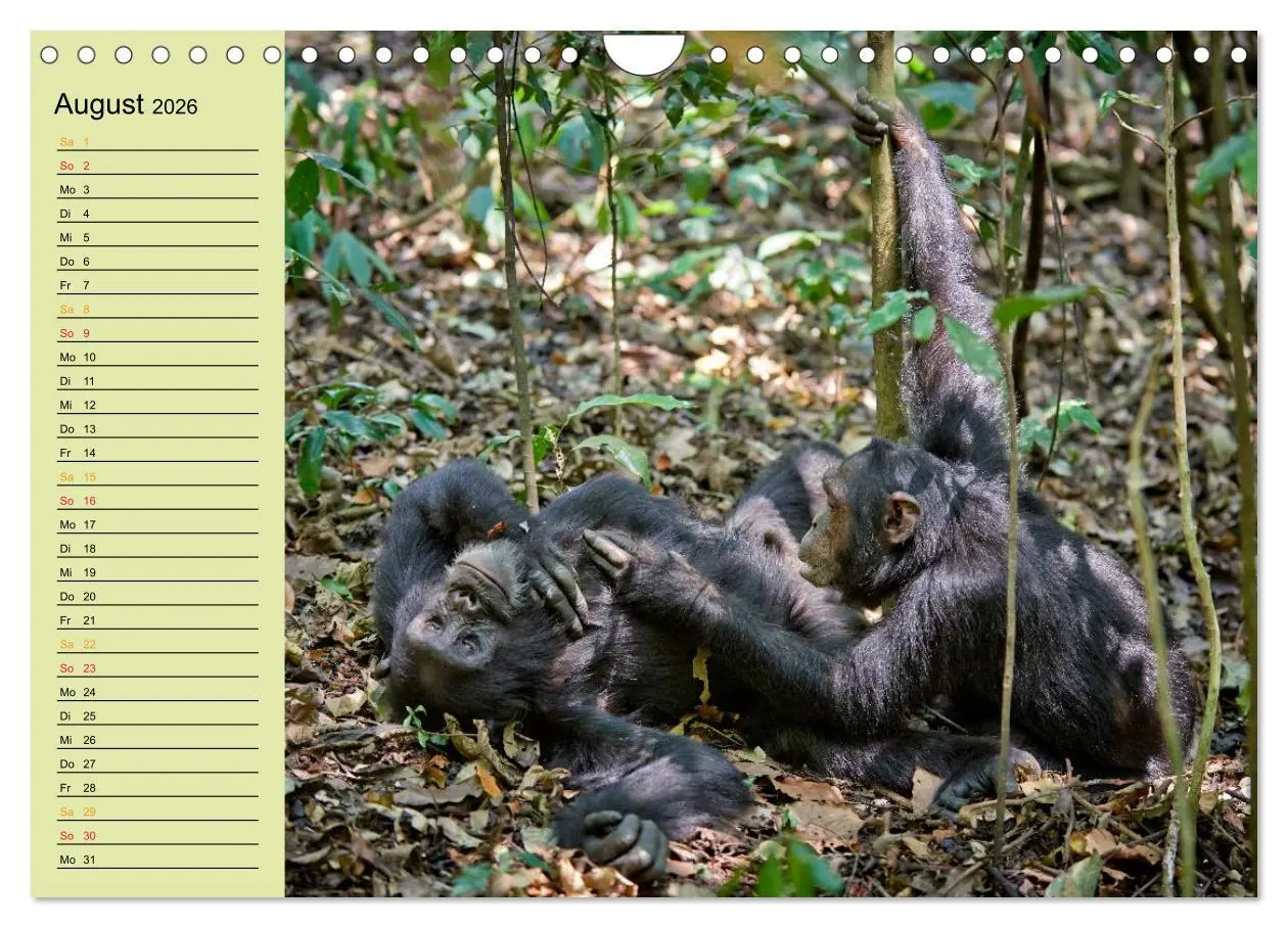 Bild: 9783516014969 | Ugandas wilde Menschenaffen (Wandkalender 2026 DIN A4 quer),...