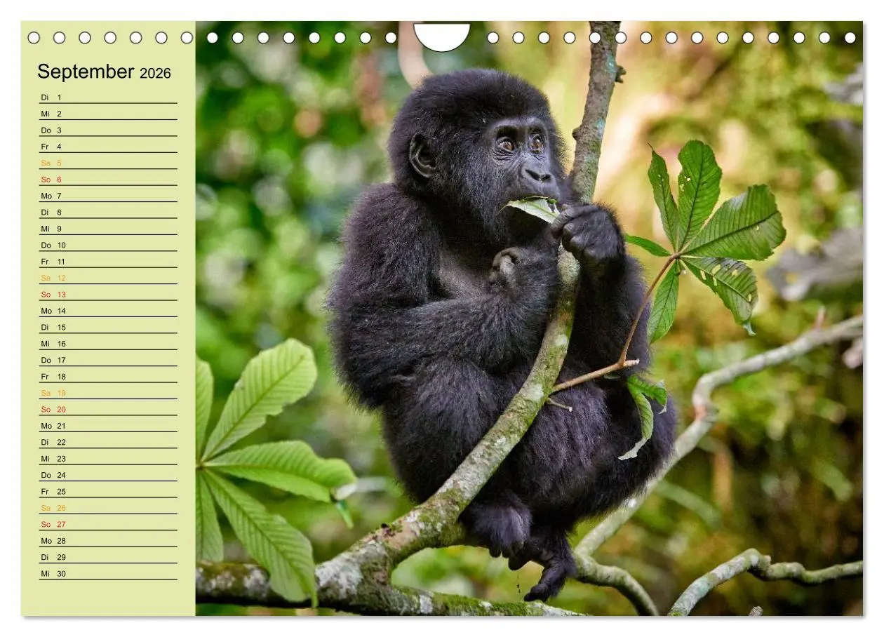 Bild: 9783516014969 | Ugandas wilde Menschenaffen (Wandkalender 2026 DIN A4 quer),...