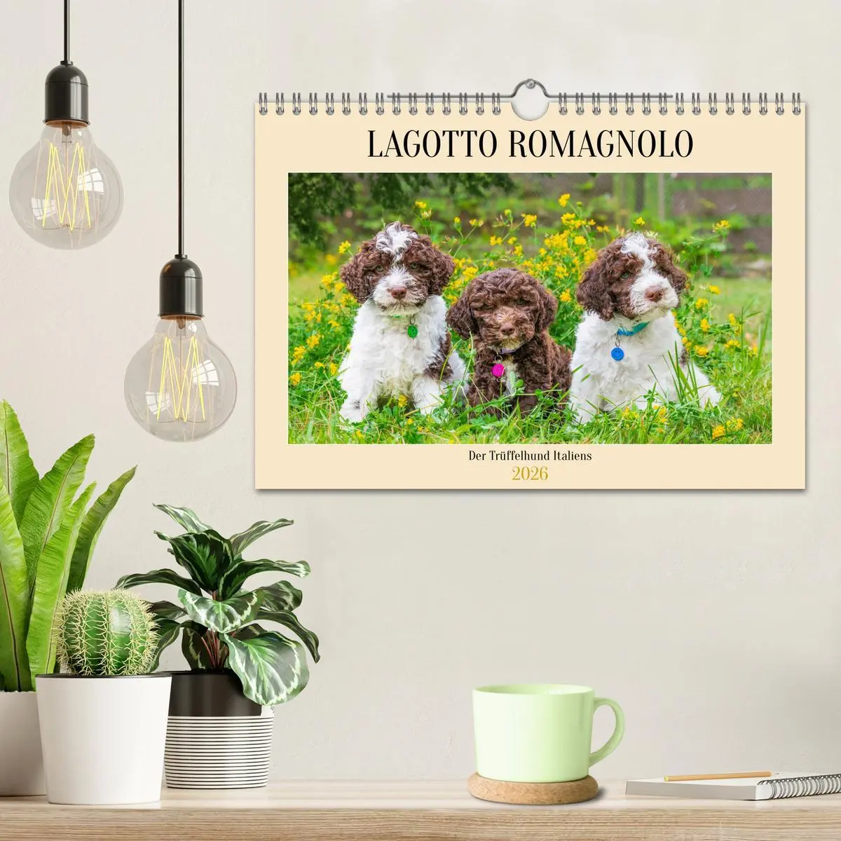 Bild: 9783457365069 | Lagotto Romagnolo - der Trüffelhund Italiens (Wandkalender 2026 DIN...