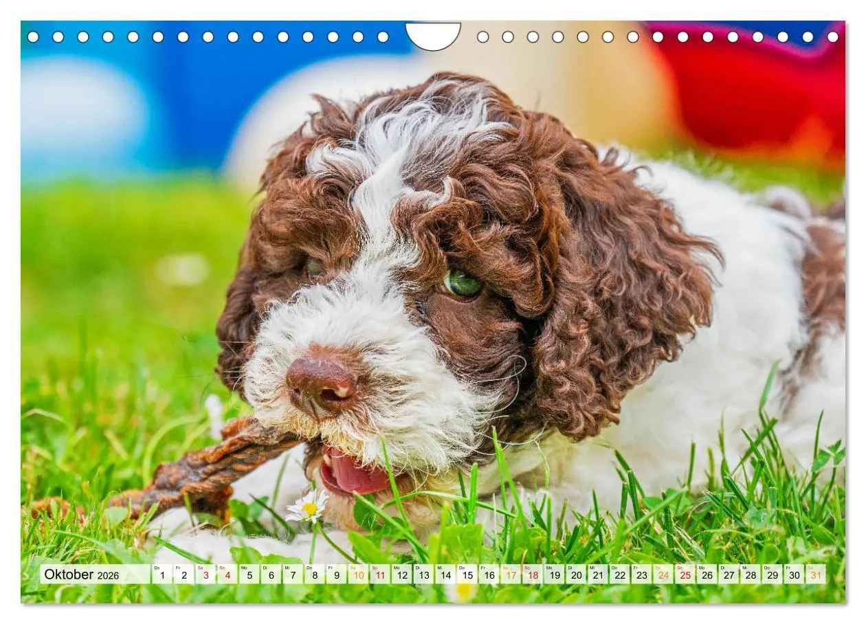 Bild: 9783457365069 | Lagotto Romagnolo - der Trüffelhund Italiens (Wandkalender 2026 DIN...