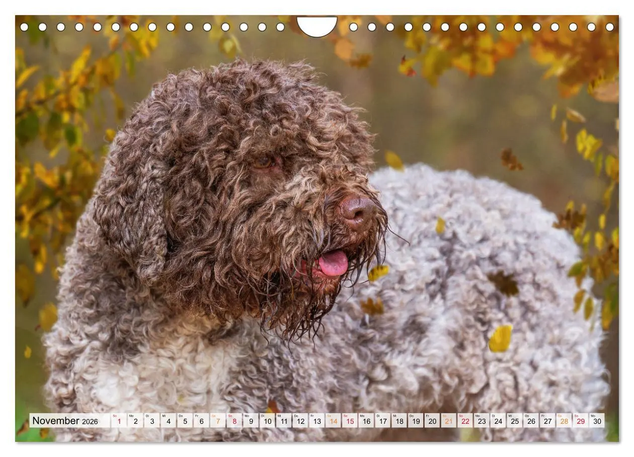 Bild: 9783457365069 | Lagotto Romagnolo - der Trüffelhund Italiens (Wandkalender 2026 DIN...