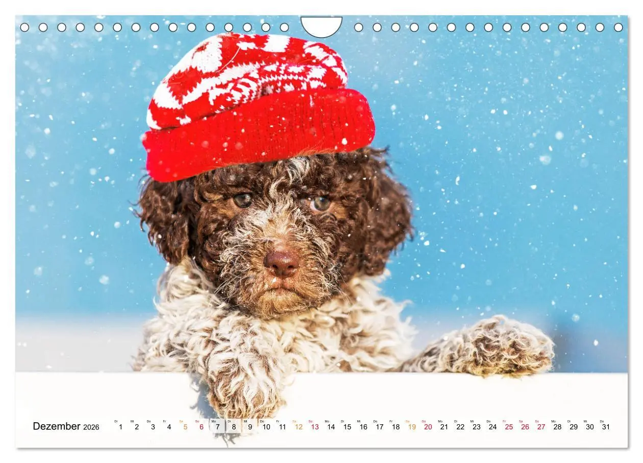 Bild: 9783457365069 | Lagotto Romagnolo - der Trüffelhund Italiens (Wandkalender 2026 DIN...