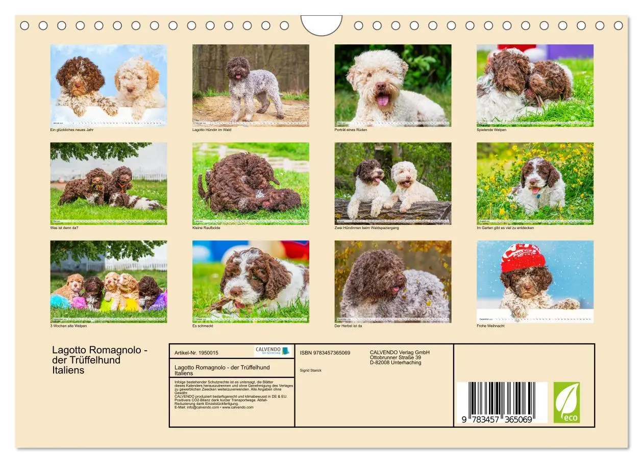 Bild: 9783457365069 | Lagotto Romagnolo - der Trüffelhund Italiens (Wandkalender 2026 DIN...