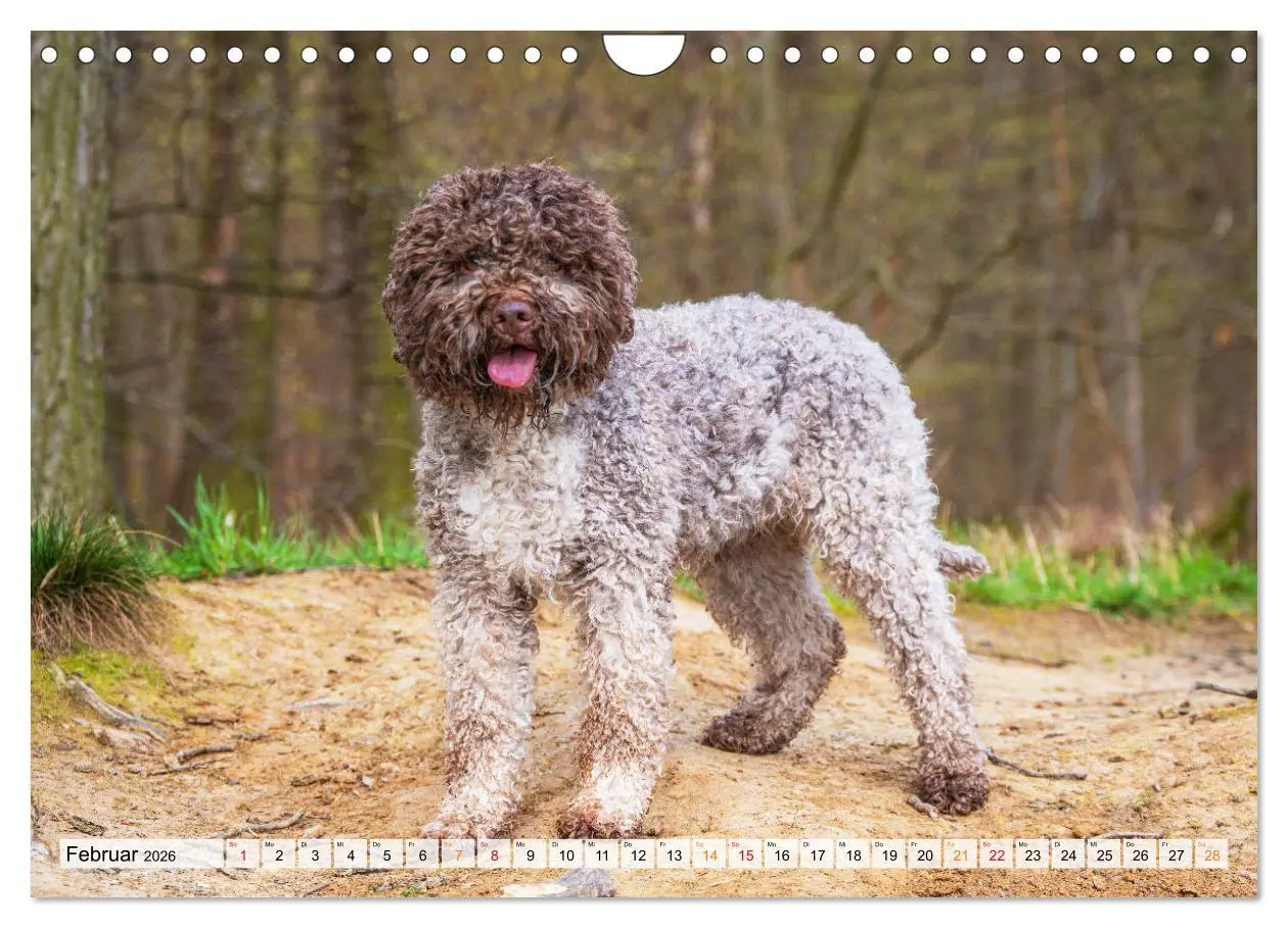 Bild: 9783457365069 | Lagotto Romagnolo - der Trüffelhund Italiens (Wandkalender 2026 DIN...